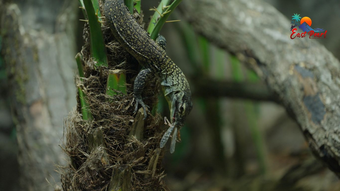 Tak Disangka! Inilah Alasan Komodo Muda Memanjat Pohon Usai Menetas