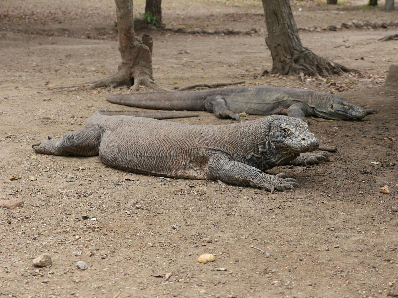 Siklus Hidup Komodo