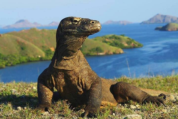 Pulau Komodo